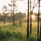 Naples Cork Screw Swamp