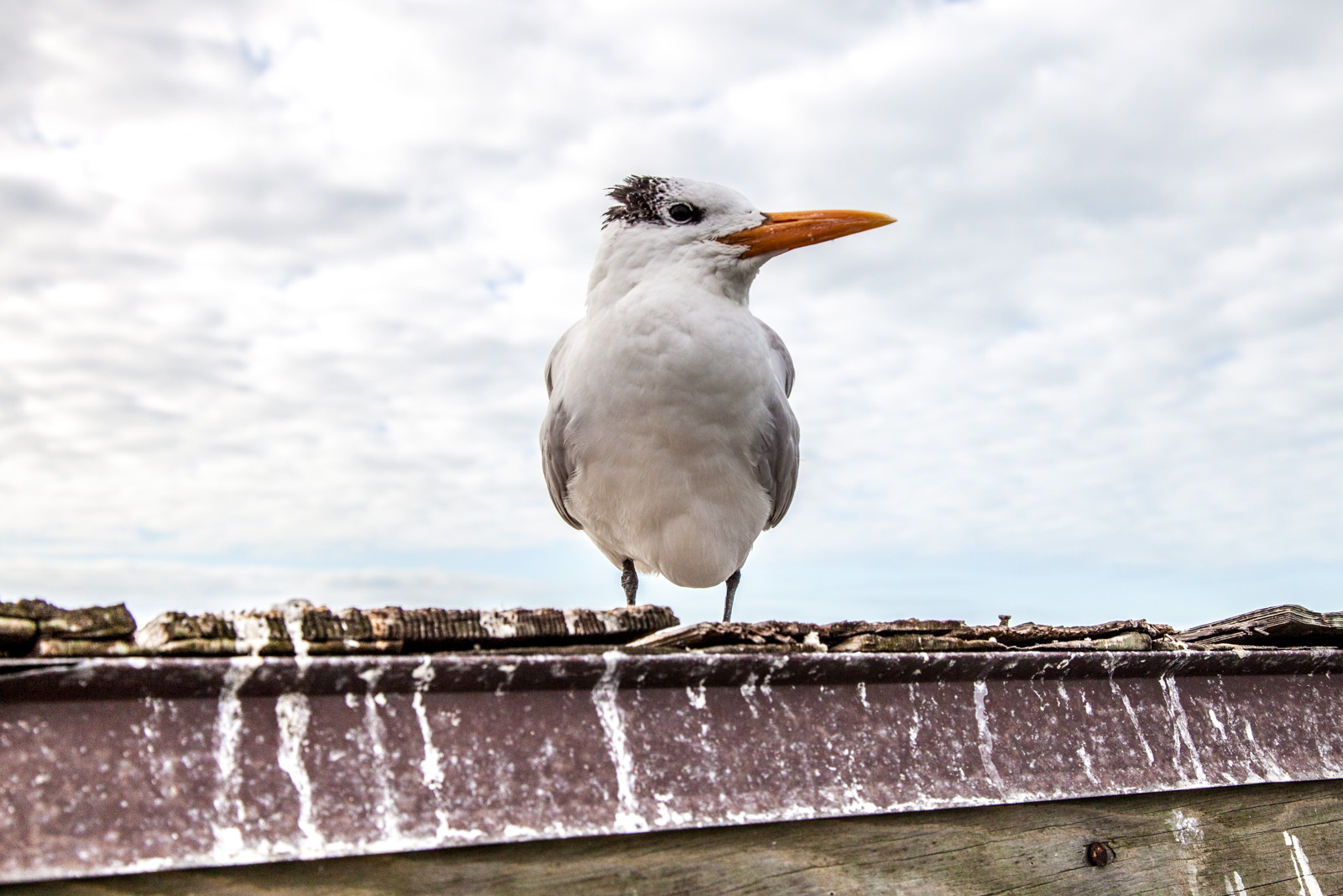 Naples Pier - Vogel