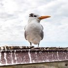 Naples Pier - Vogel