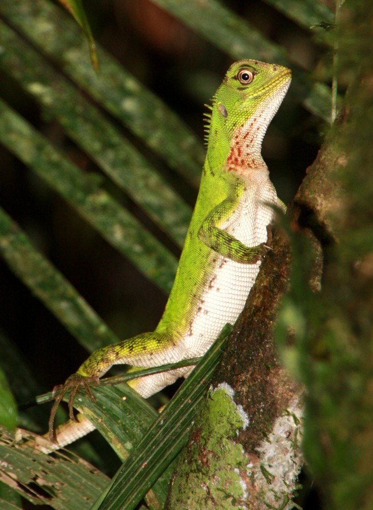 Napo Wildlife Center Reptil