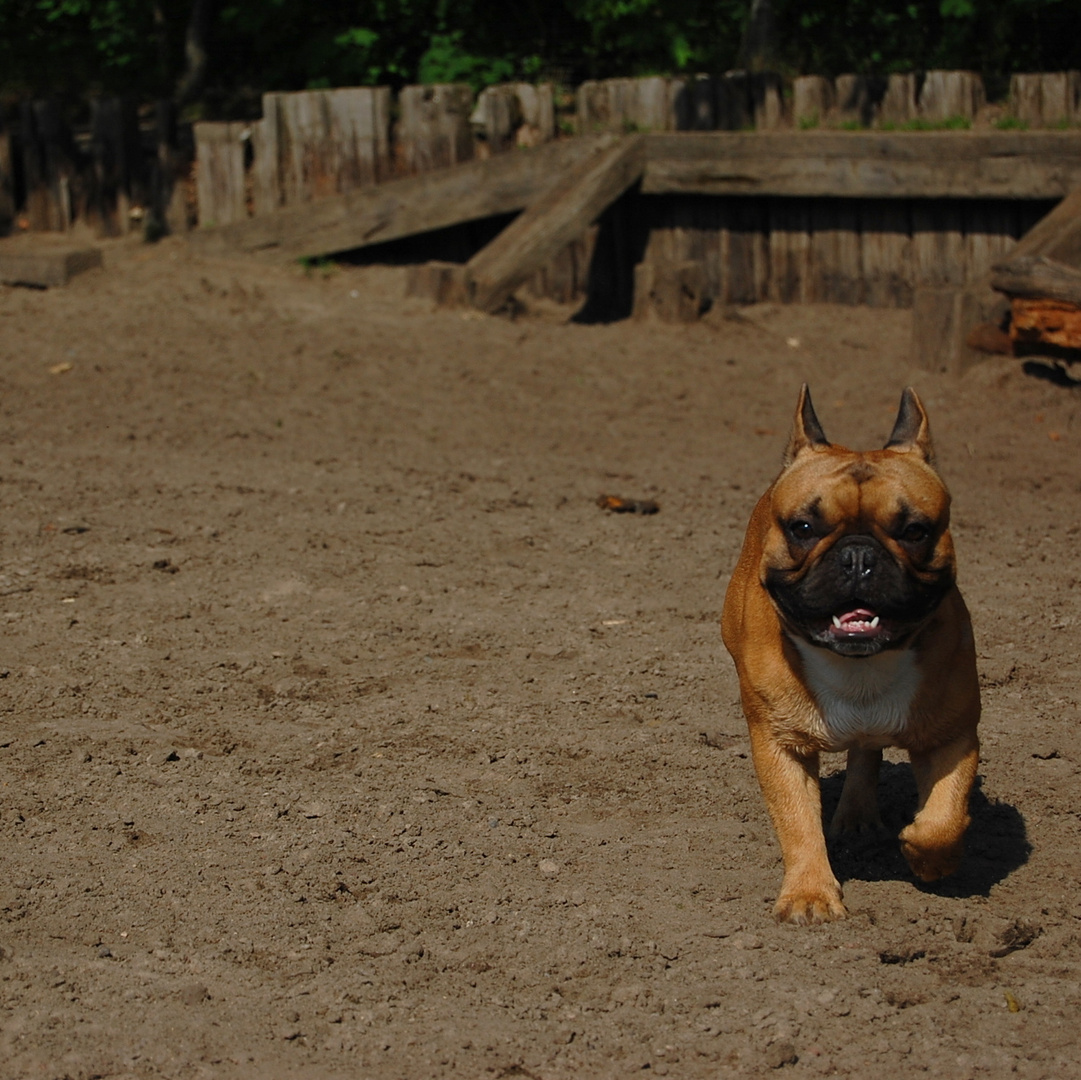 Napoleon - Frönzösisch Bulldogge