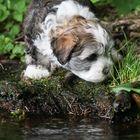 Napoleon, Havaneserwelpe am Wasser