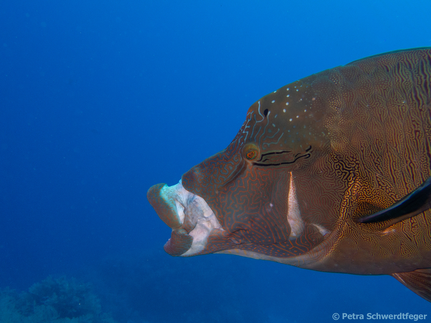 Napoleon Lippfisch 