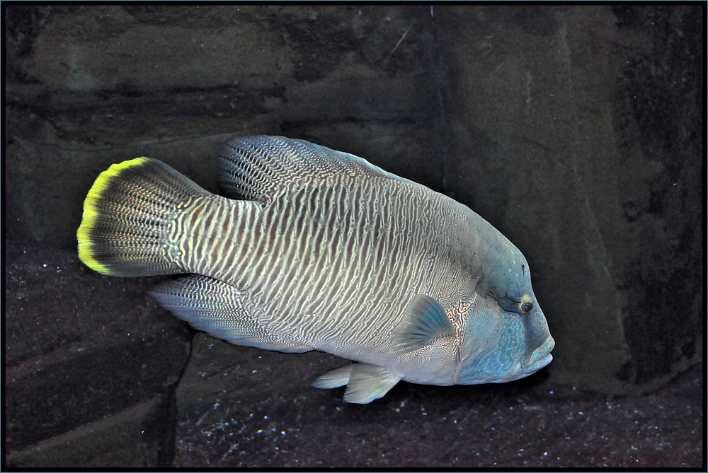 Napoleon-Lippfisch im Aquarium Berlin