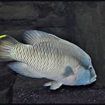 Napoleon-Lippfisch im Aquarium Berlin