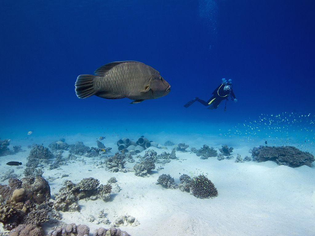 Napoleon-Lippfisch mit Taucherin