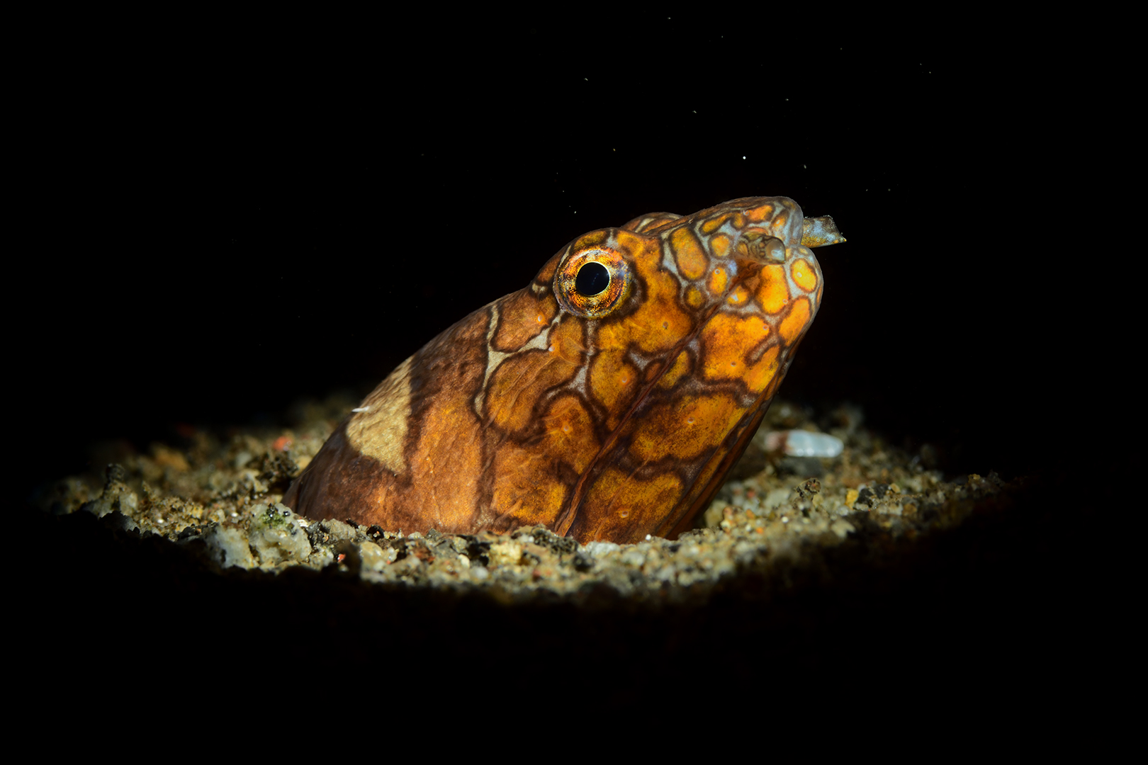 Napoleon Schlangenaal (Ophichthus bonaparti)