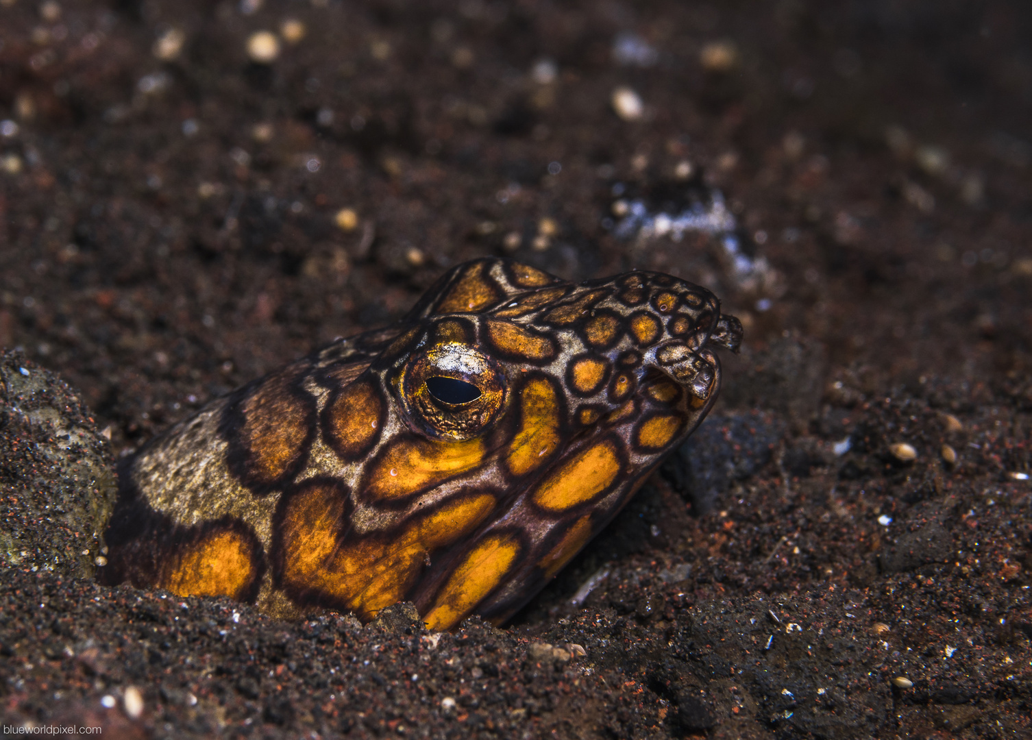 Napoleon snake eel