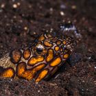 Napoleon snake eel