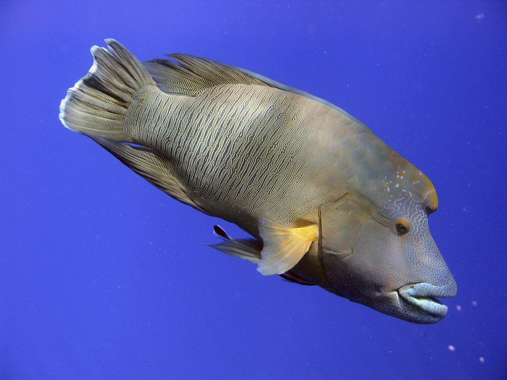 Napoleon Wrasse