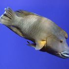 Napoleon Wrasse