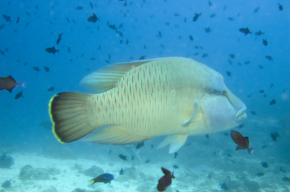 Napoleonlippfisch