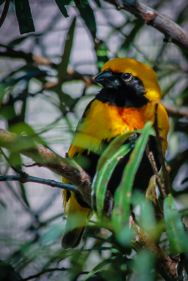 Napoleonweber (Euplecetes afer)