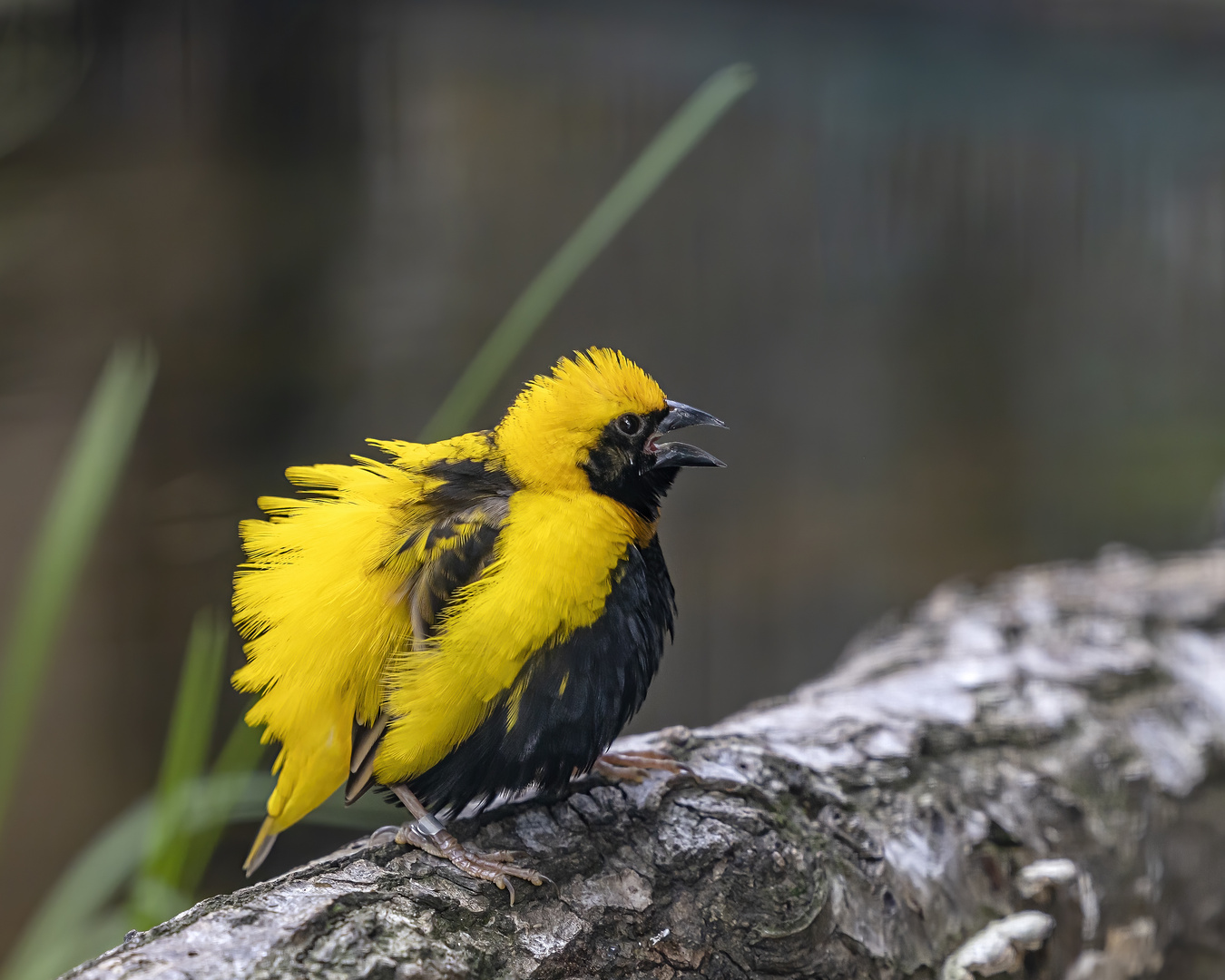 Napoleonweber im Prachtkleid (Begegnungen im Zoo, 19)