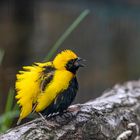 Napoleonweber im Prachtkleid (Begegnungen im Zoo, 19)