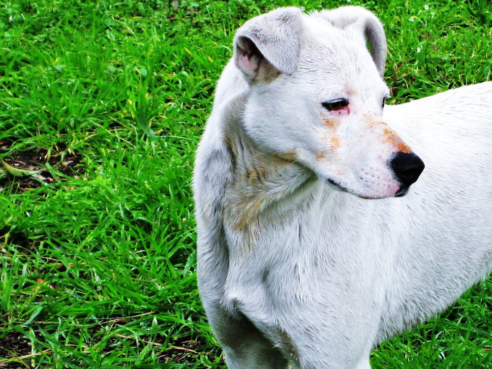 napoli il cane del mio quartiere