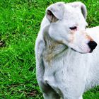 napoli il cane del mio quartiere