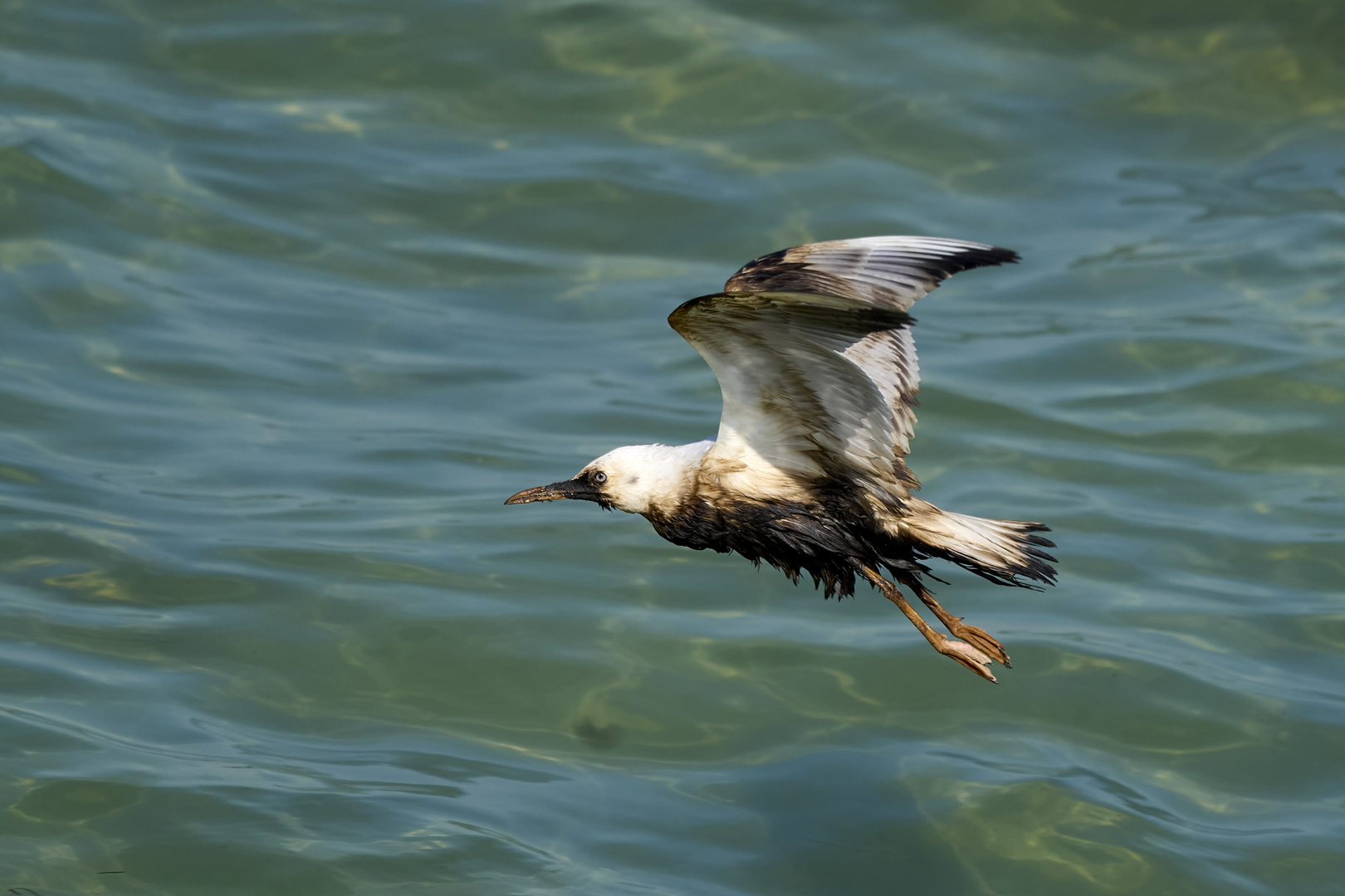 Nappe de pétrole à Mouette