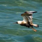 Nappe de pétrole à Mouette