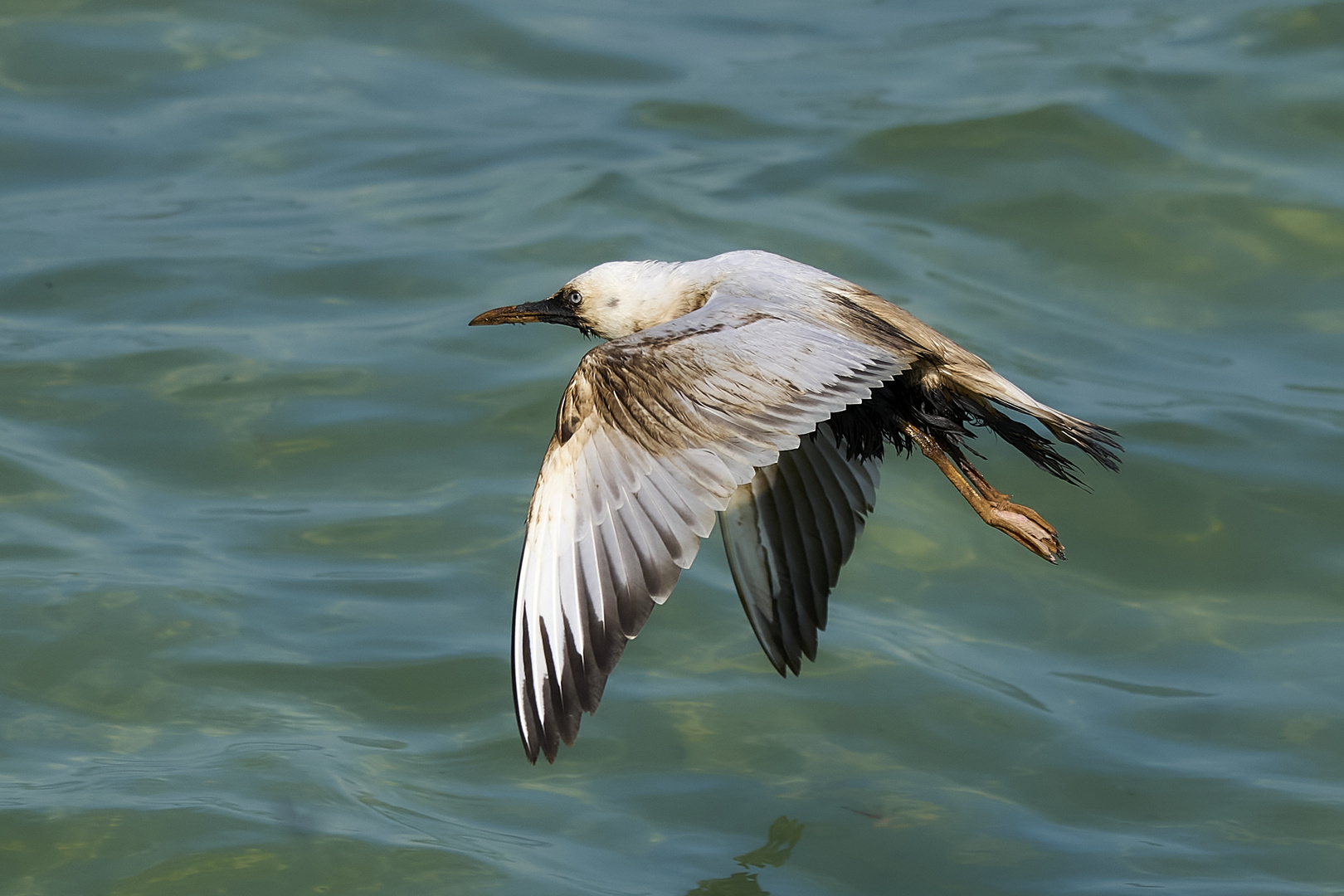 Nappe de pétrole à Mouette