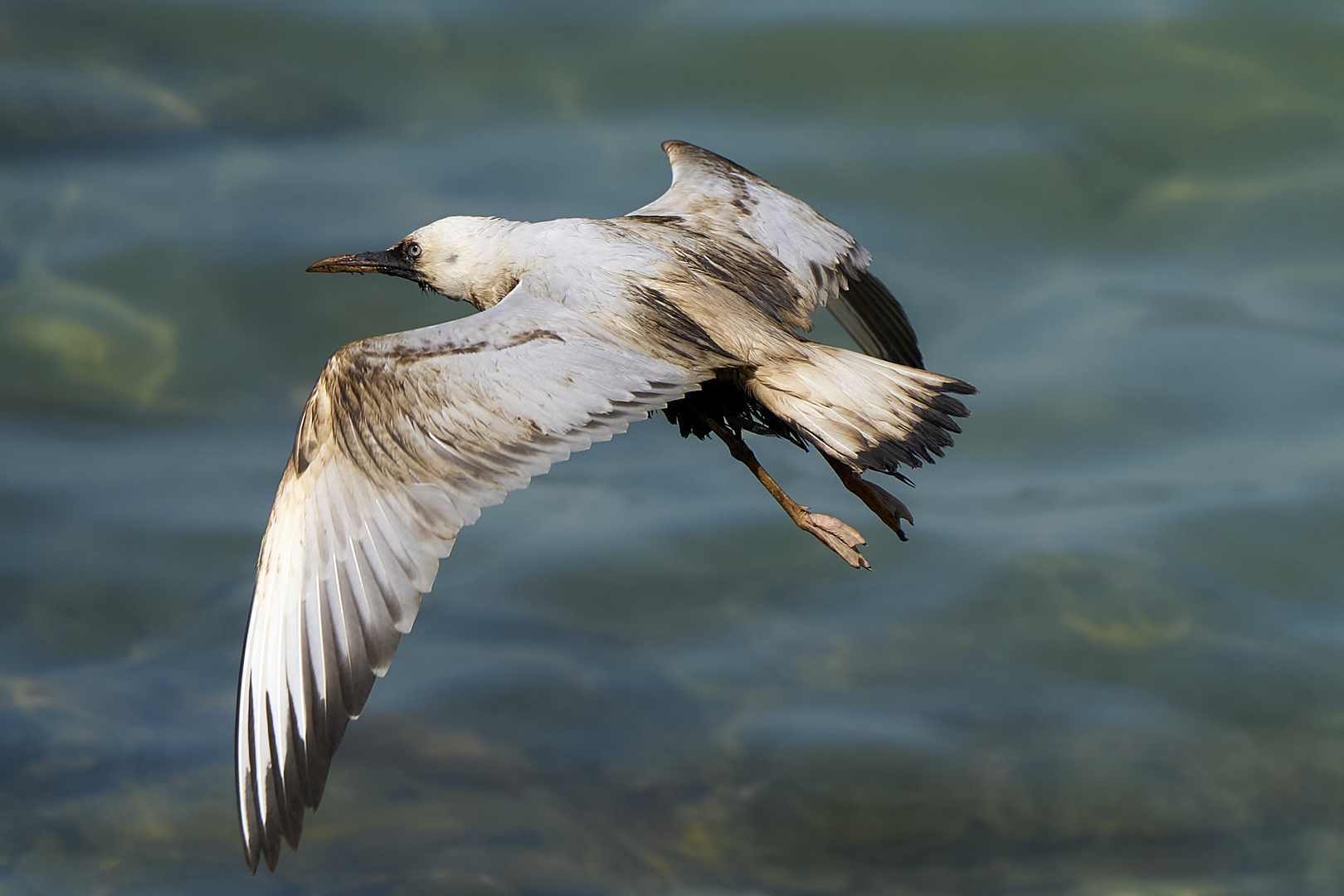 Nappe de pétrole à Mouette