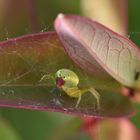 N'approchez pas ! (Araniella Cucurbitina)