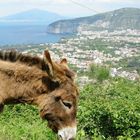 napule, surriento e o ciucciariell