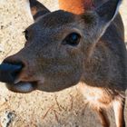 Nara deer