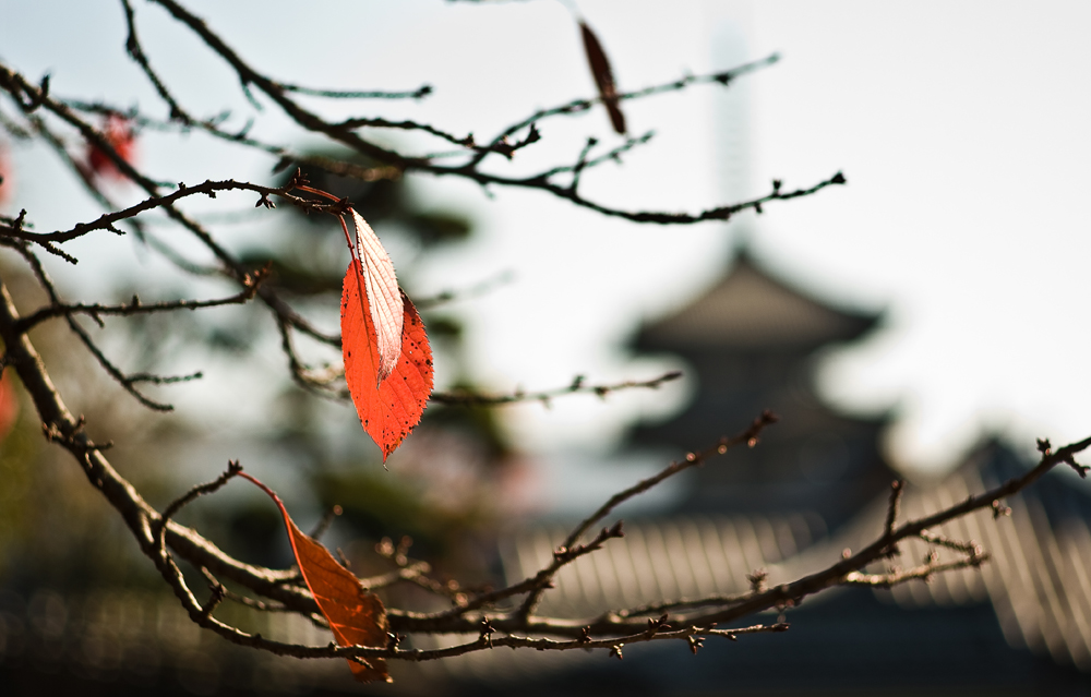 Nara, Kansai, Japan