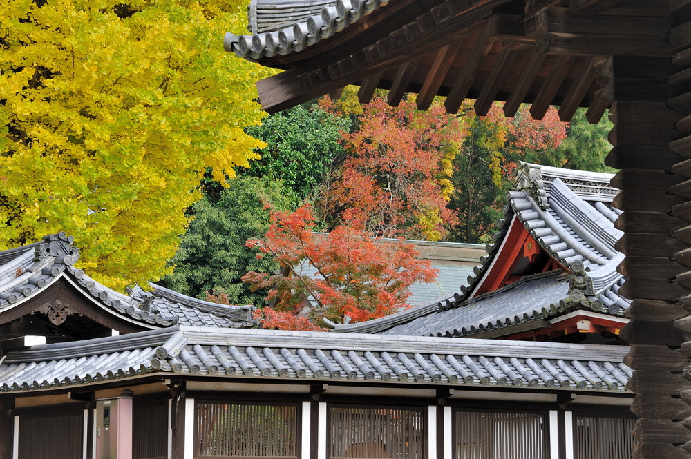 Nara - Roofs in Autumn