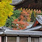 Nara - Roofs in Autumn