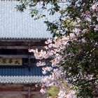 Nara - Todai-ji Temple