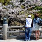 Nara - Todai-ji Temple - Hanami