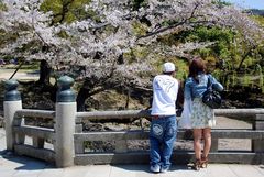 Nara - Todai-ji Temple - Hanami