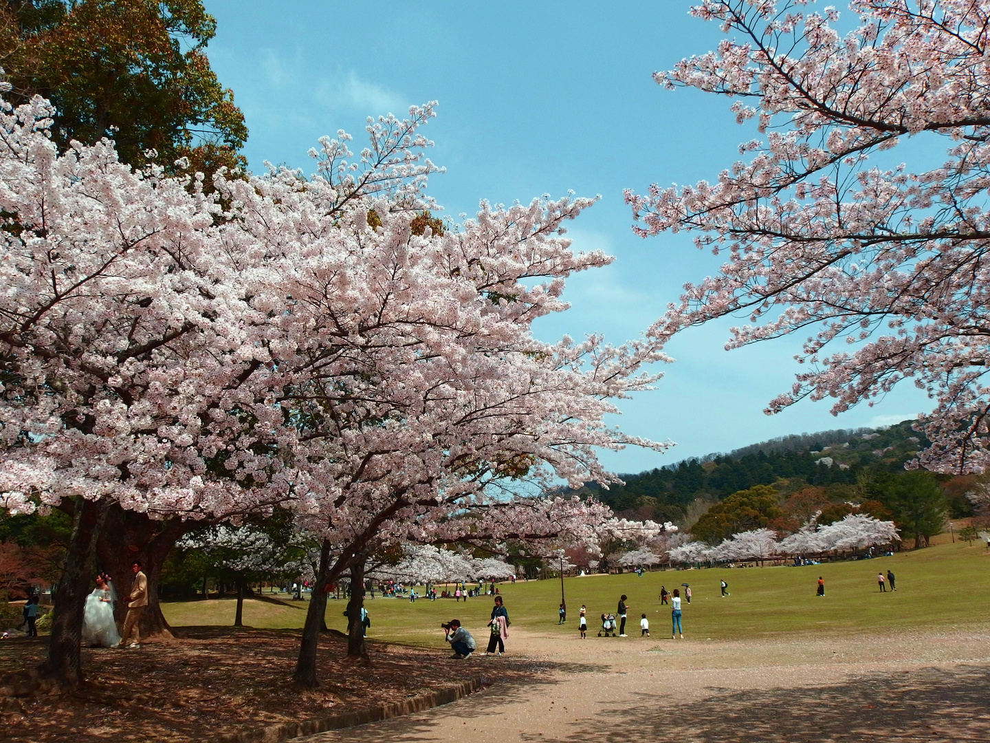 Nara with Sakuras 2018