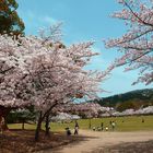 Nara with Sakuras 2018