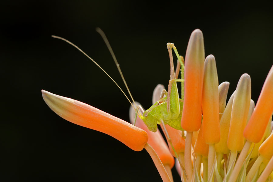 Naranja