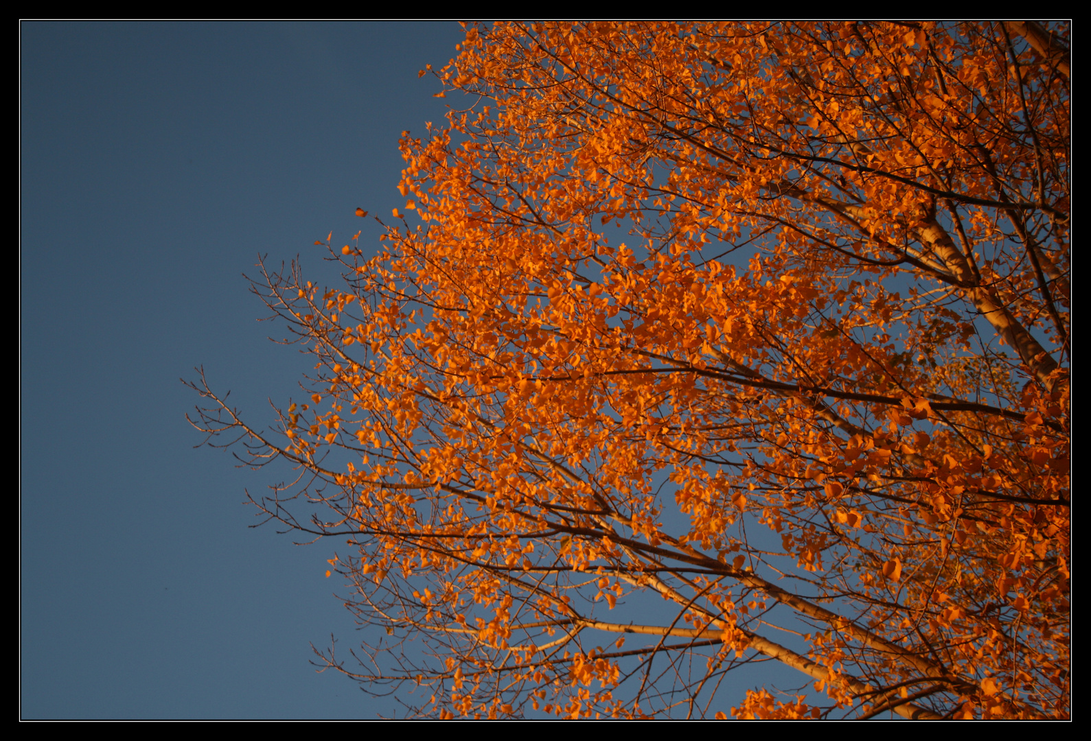 Naranja, el color más bonito del otoño