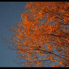 Naranja, el color más bonito del otoño