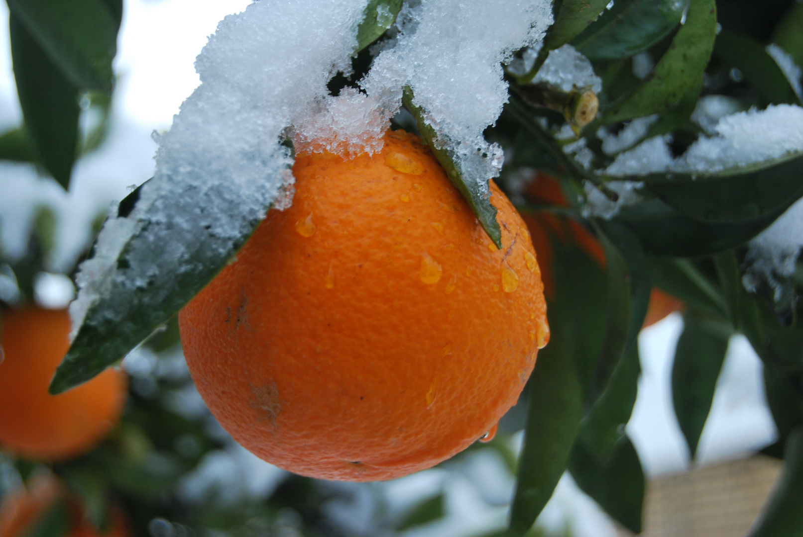 naranja helada