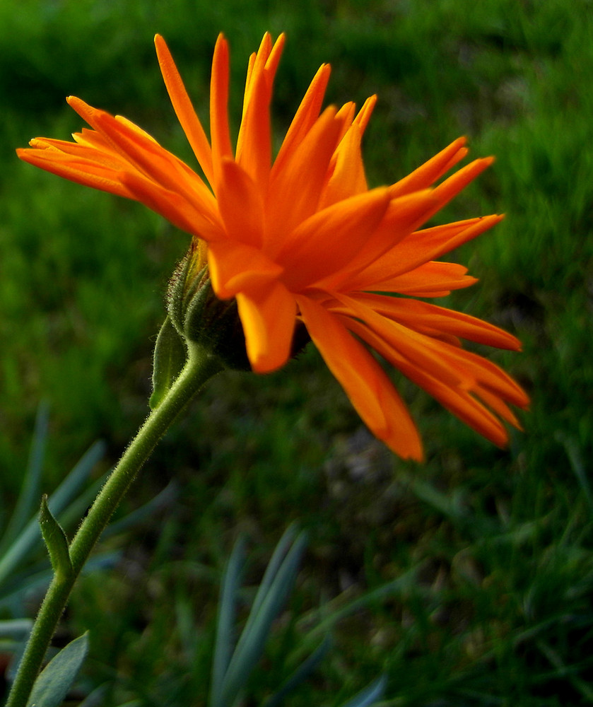 Naranja sobre Verde