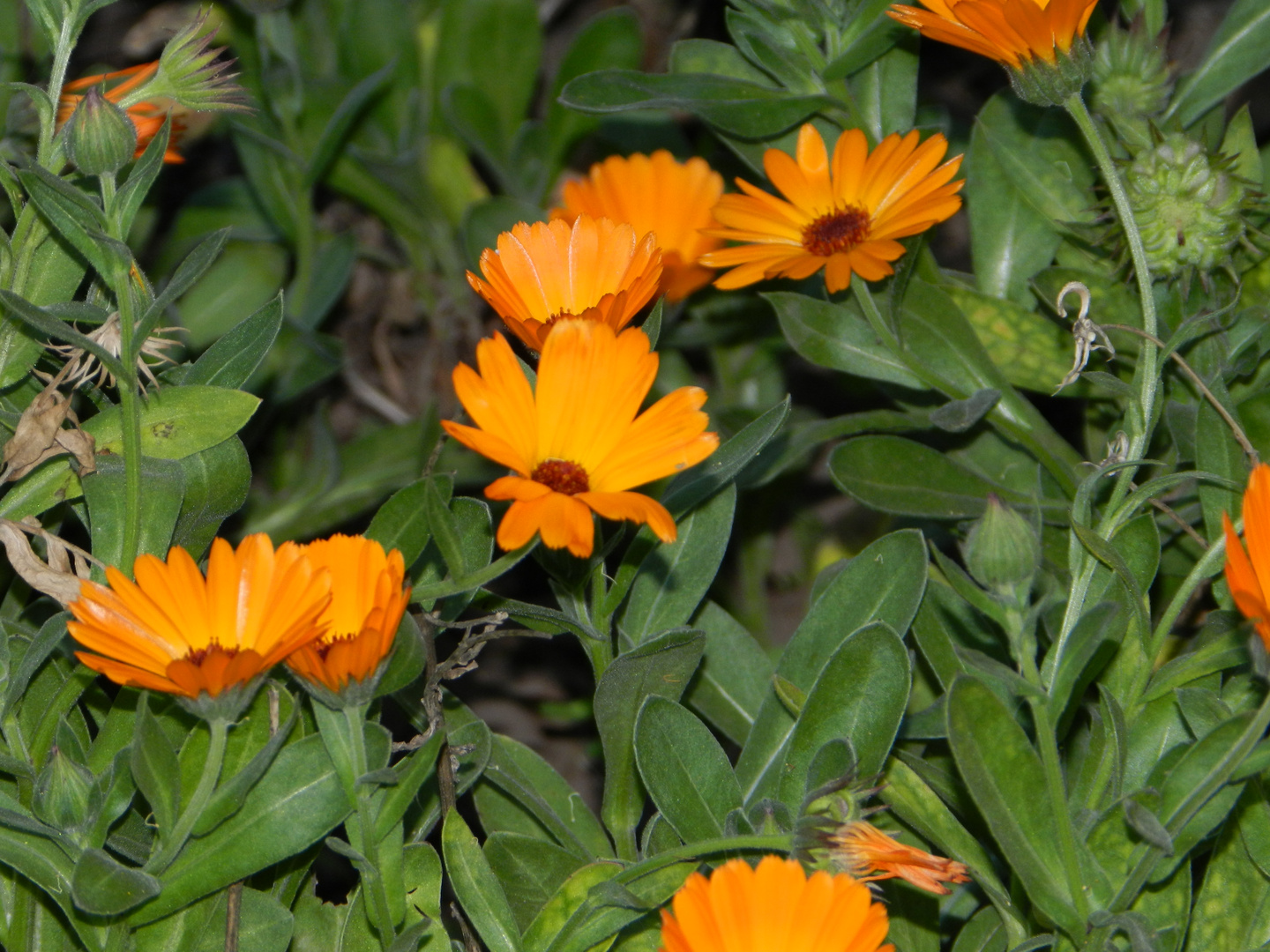 naranjas