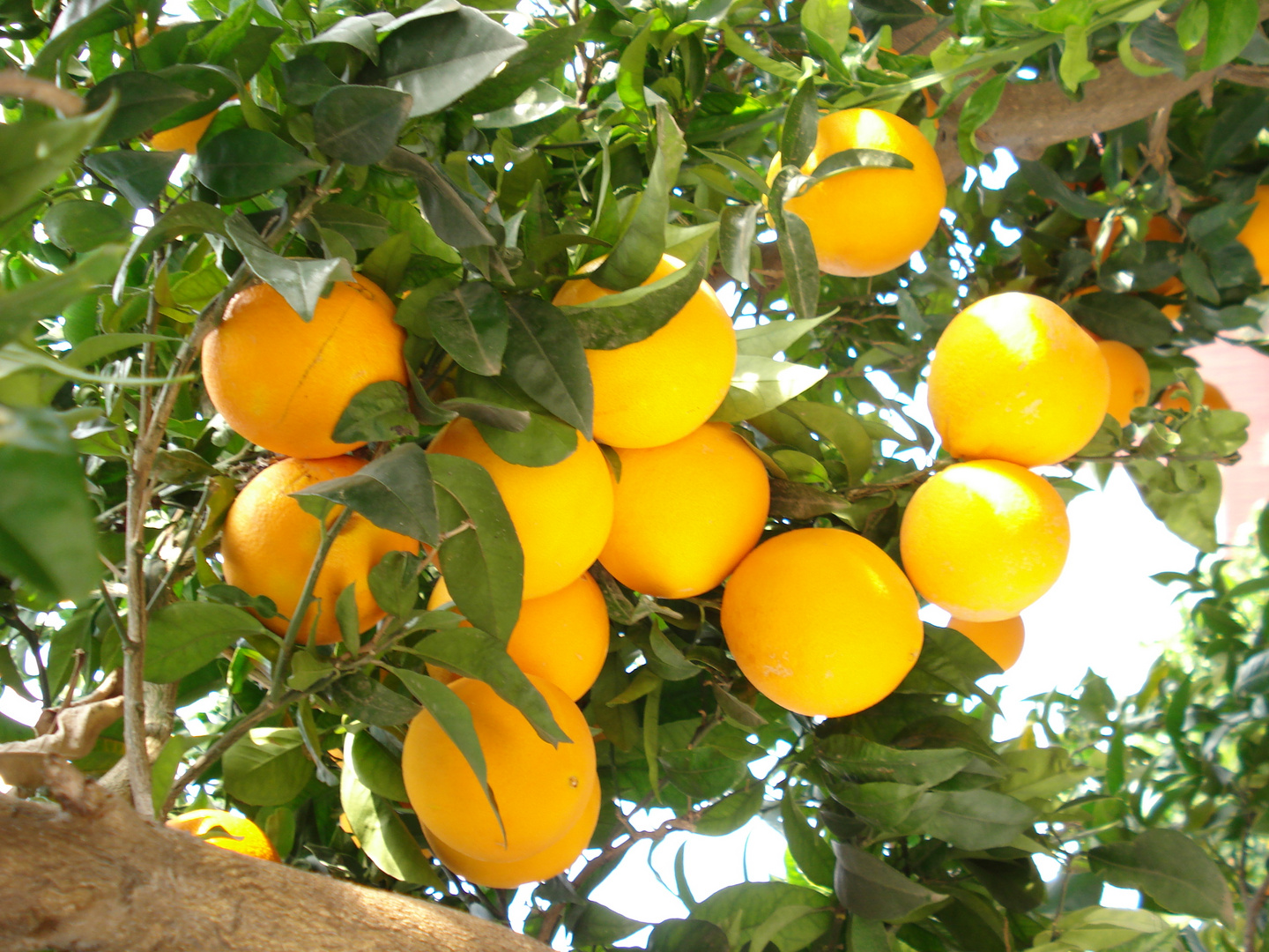 NARANJAS