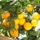 NARANJAS