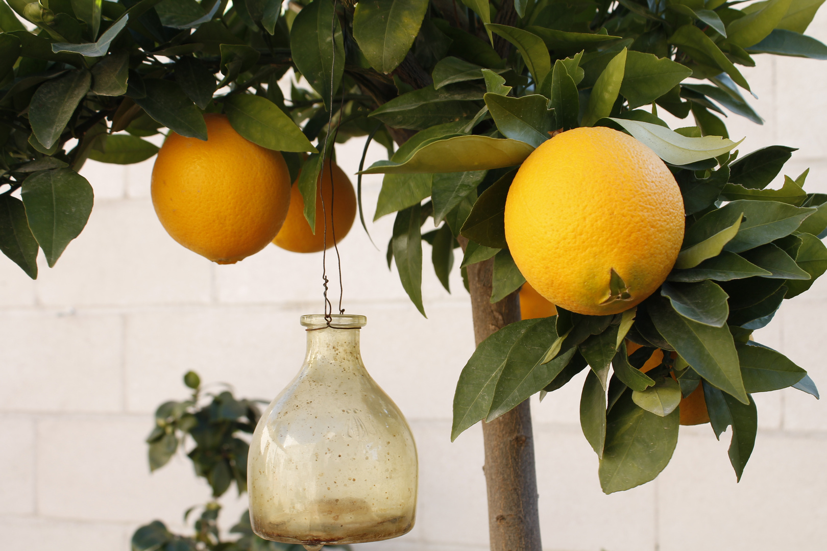 Naranjas