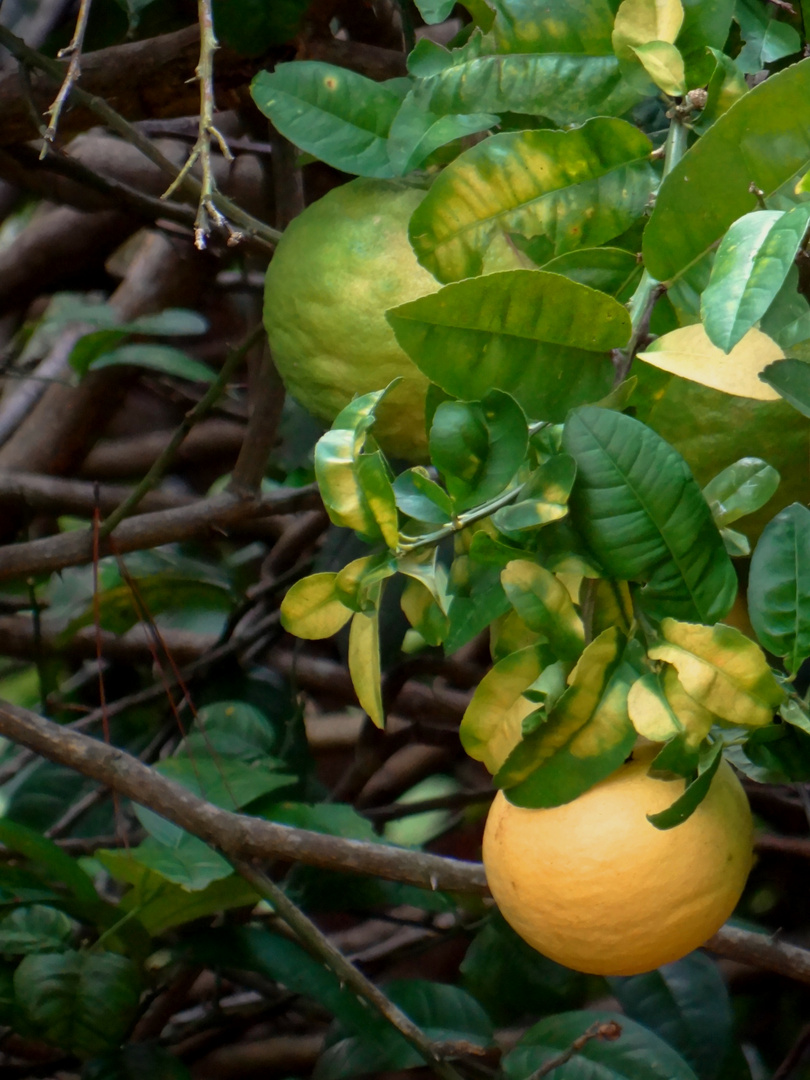 Naranjas