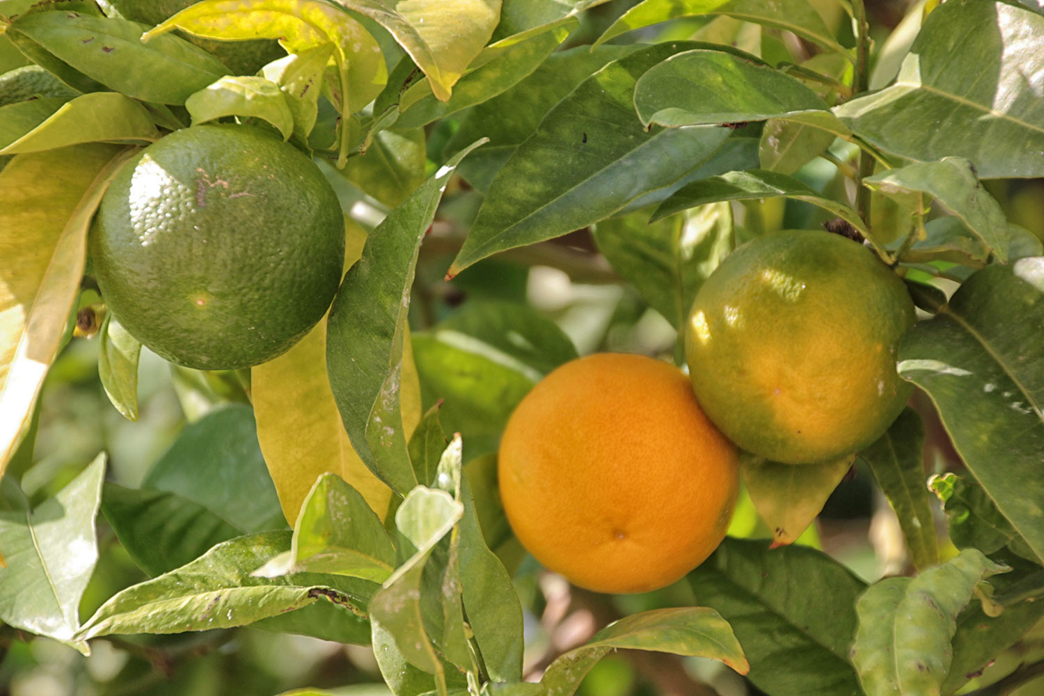 naranjas