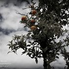 Naranjas de Jerez