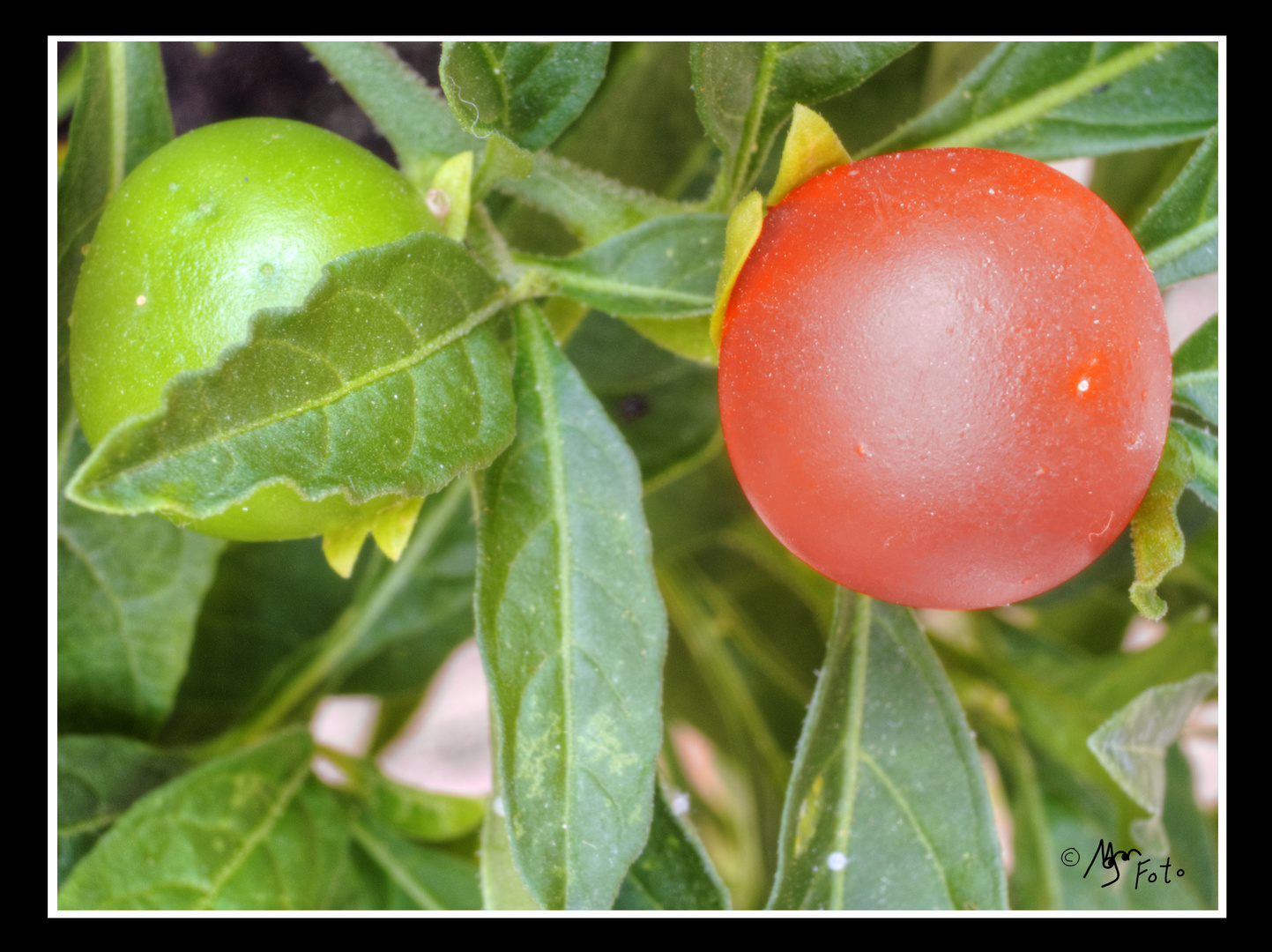 Naranjas de la China