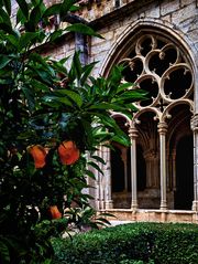 Naranjas del Claustro